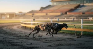 Greyhound Racing Betting Odds 2026: Markets, Live Prices & UK Bookmakers